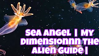 The Sea Angel : | Clione | The Deadly Butterfly : My Dimension The Alien Guide 