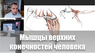 Мышцы рук / Видеокурс /Пластическая анатомия - А. Рыжкин