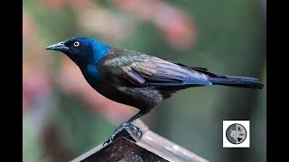 Common Grackle