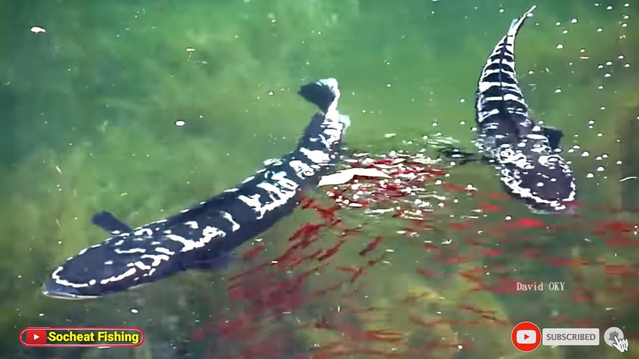 Snakehead Brooding ត្រីឆ្តោបណ្ដើរកូន - Giants Snakehead accompany their babies - YouTube
