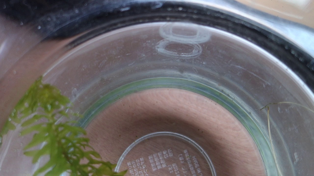 孵化が始まったメダカの卵と生まれた赤ちゃんメダカ 2回目と3回目 私の趣味