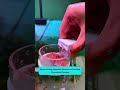 Smart Tank Cleaning Tool | Làm sạch sàn bể dễ dàng mà vẫn giữ nước ổn định #aquarium #tools