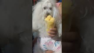 Amazing Lowchen the most  expensive dog. #shortvideo #viral