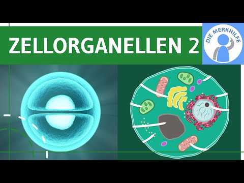 Zellorganellen & ihre Funktionen 2 - Golgi-Apparat, Lysosomen, Mitochondrien, Chloroplasten, Vakuole @diemerkhilfe