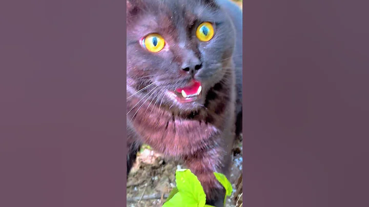 Watch the video about Black cat with golden eyes😍 #cat #shortvideo #funny #kitten #funnycats