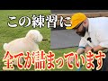 【犬の散歩攻略】散歩中に止まったり引っ張ったりする時にはどうしたらいいの?