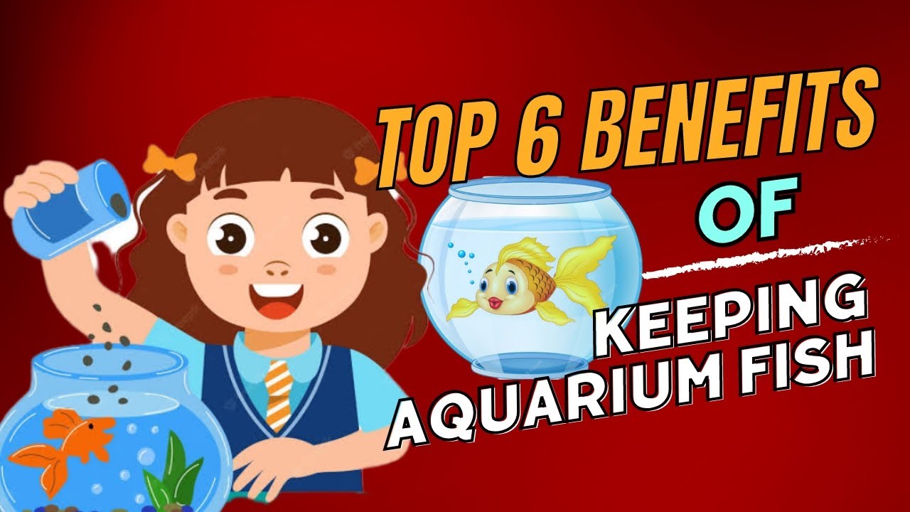 Vlog 3 Top 6 Benefits of Keeping Aquarium Fish YouTube