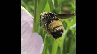 Endangered Bees Need Help by Center for Biological Diversity 383 views 7 months ago 1 minute, 3 seconds