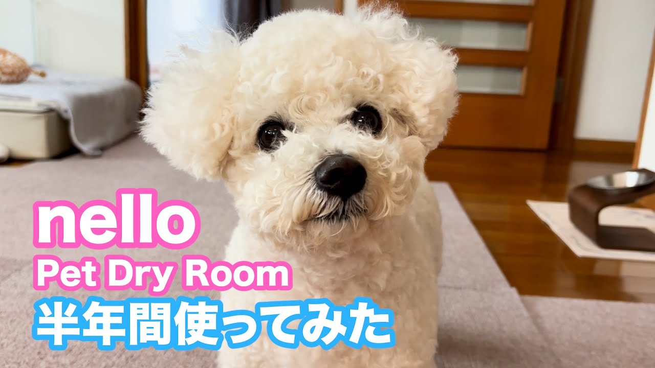 【nello】ペットドライルームを半年間使ってみた愛犬