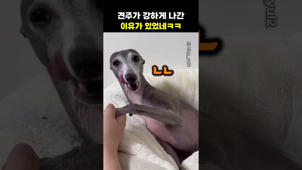견주가 강하게 나간 이유가 있었네ㅋㅋ
