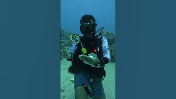 🌊 Unveiling Havelock Island: Scuba Diving Adventure Awaits! 🐟