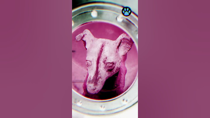 LAIKA, LA PERRITA ASTRONAUTA QUE HIZO HISTORIA EN EL ESPACIO 🐶🚀 #Shorts
