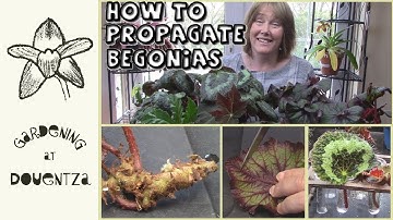 3 manieren om kamerbegonia