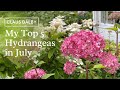 My Top 5 Hydrangeas in July