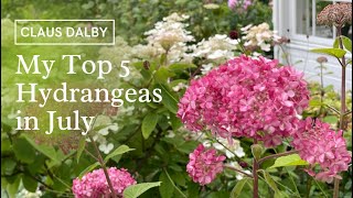 My Top 5 Hydrangeas in July