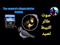 صوت طائر التيبط لصيد 2023The Sound Of A Tilapia Bird For Hunting 