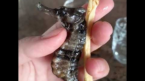 Cá ngựa sống tại Sông Cầu Phú Yên