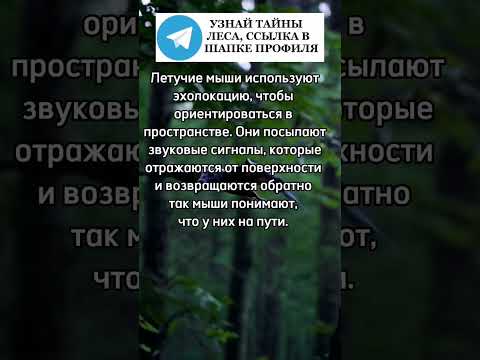 Летучие мыши используют эхолокацию #летучаямышь #животные #лес #природа