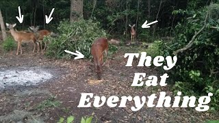 Effective Homemade Deer Repellent: Part 1