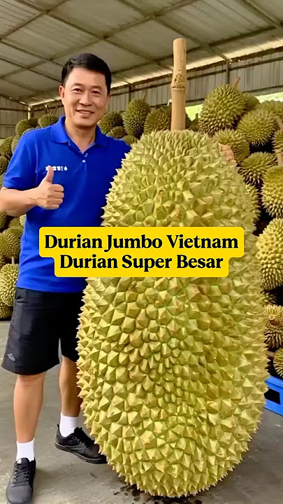 Vietnam Jumbo Durian⁉️Super Big, Sweet, and Soft Durian‼️