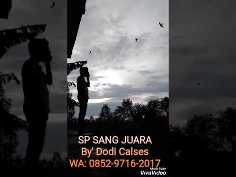 suara-walet-respon-mantappp,-sp-sang-juara-by'-dodi-calses
