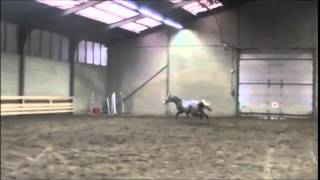 Sold - 3Yo Gelding Super Cute