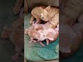 Little Kitten's First Mission: Mom's Milk #cat #nature