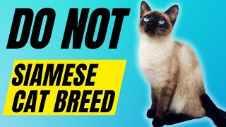 7 Reasons You SHOULD NOT Get A Siamese Cat