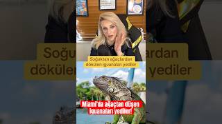 Miamide Soğuk Yüzünden Ağaçlardan Düşen Iguar Nasıl Yenildi?