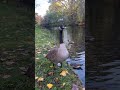Canal goose