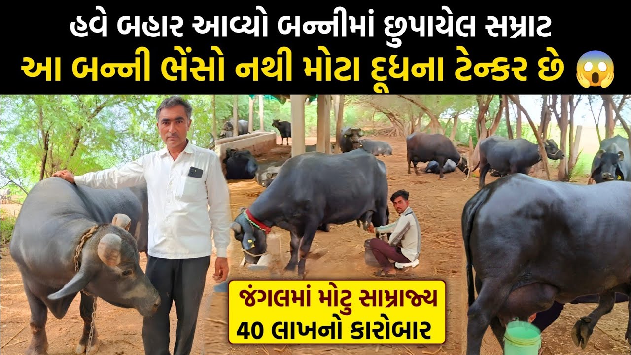 નાના ગામડામાં ગ્લોબલમેન મળ્યો 📸 લાખો રૂપિયાનો બિઝનેસ 😅👌