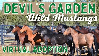 Adopt a Wild Mustang from the US Forest Service || The 2022 Virtual Adoptions