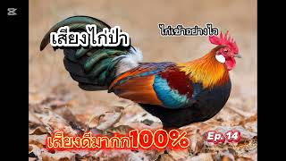 เสียงไก่ป่า เสียงไก่ต่อ เสียงดังฟังชัดเสียงดีมากก100%#เสียงไก่ป่า #ต่อไก่ป่า #farming #funny 
