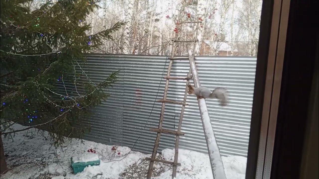 черно белые полоски. черная полоска. футажи полосы. чёрный фон с белыми полосками. фон с геометрическими узорами минималистичный.