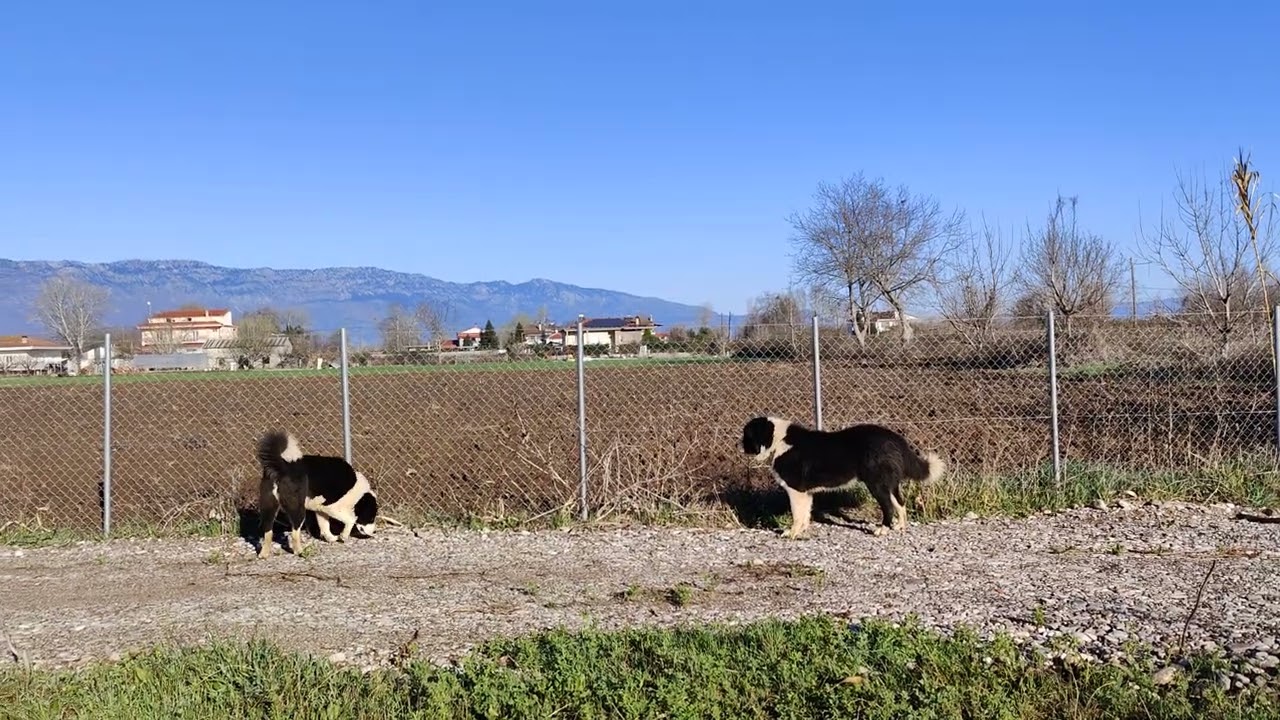 ελληνικό ποιμενικό σύγκριση με κεντρικής Ασίας