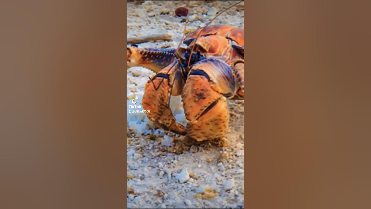 Coconut crab vs. Amelia earheart viral epicwin meme tiktok viral coconutcrab funny crab