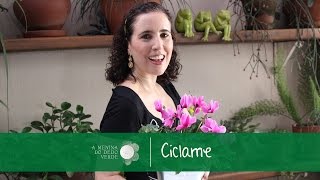 Como Cultivar Ciclame - thptnganamst.edu.vn