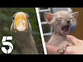 Yorkshire Vet Saves Geese's Love Life | The Yorkshire Vet | Channel 5