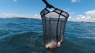 5 Keepers today - Fishing on inflatable boat -  Army Bay , New Zealand . screenshot 2