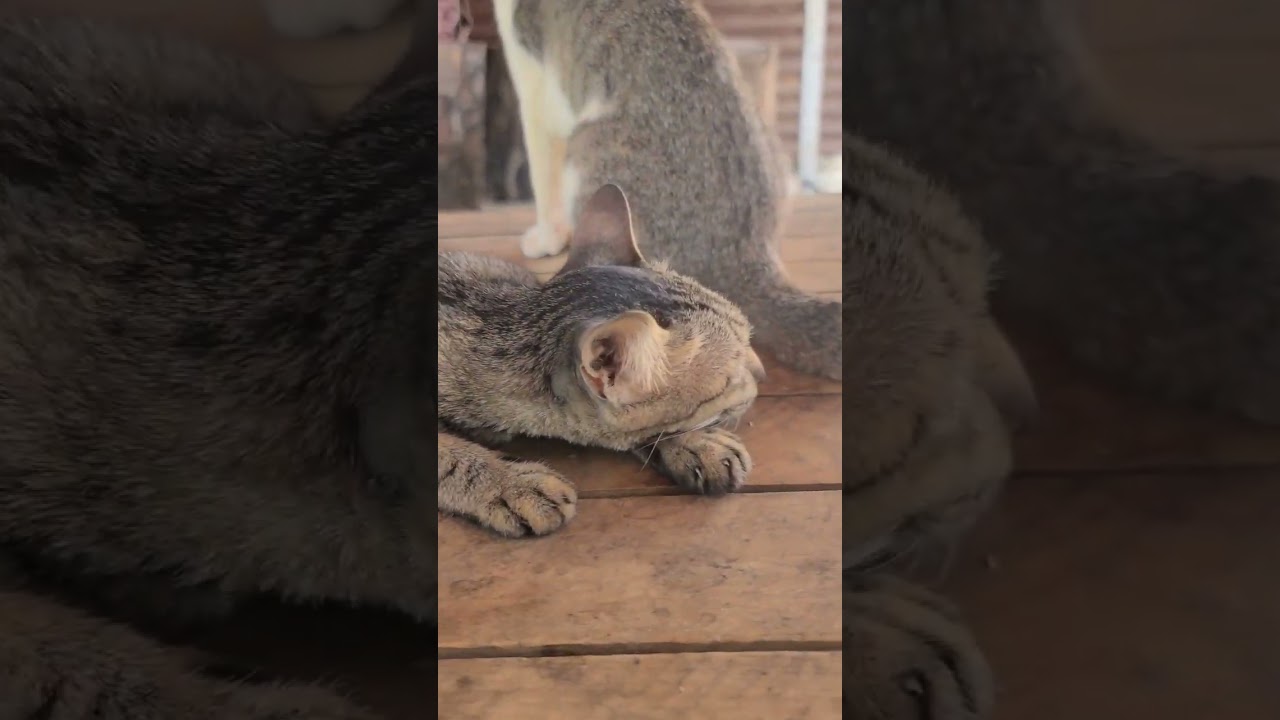 rural cats, face cat 