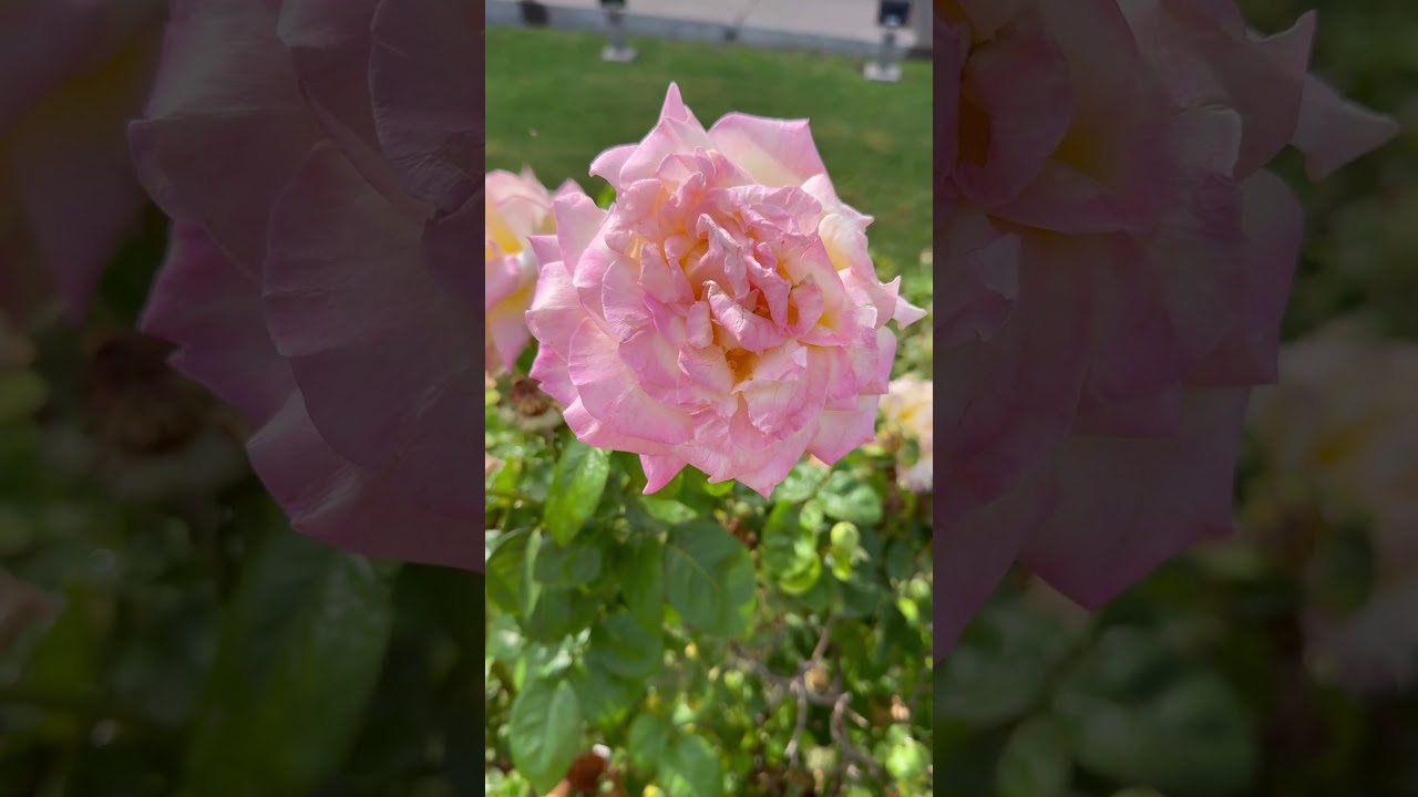 Большой Розовый!