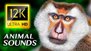 Experience the Natural Wonders of African Wild Animal Life | Mesmerizing African Wildlife