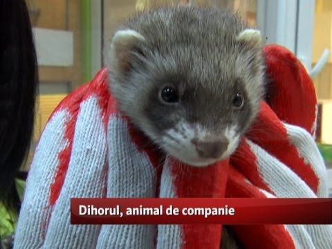 Video: Nevăstuica Este Un Animal De Companie