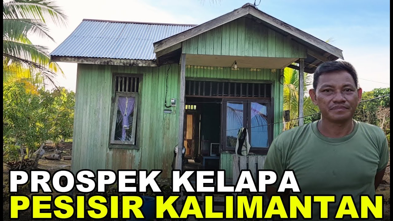 PERSIAPAN MASA PENSIUN, PAK TENTARA INI KEMBANGKAN PERKEBUNAN KELAPA LAHAN TRANSMIGRASI KALIMANTAN