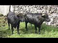 JAF Bulls - Always Dangerous Job - (Deworming) - Desparasitação Dos Touros