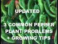 UPDATED - 3 common pepper plant problems - + growing TIPS