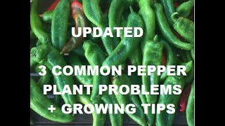 The first video i did on 3 common pepper plant problems that you can
experience had some audio so this updated and also added i...