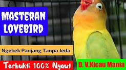 Masteran Lovebird Paling Dicari Audio Lovebird Ngekek Panjang 1 Jam Tanpa Jeda Terbukti Ampuh  - Durasi: 1:00:14. 