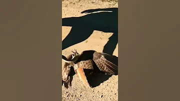 هجوم ثعبان علي نسر 