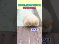飼い主しか見えてない犬5秒後の結果